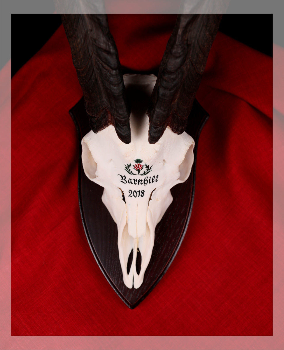 Schottische Wildziege Billy mit Beschriftung