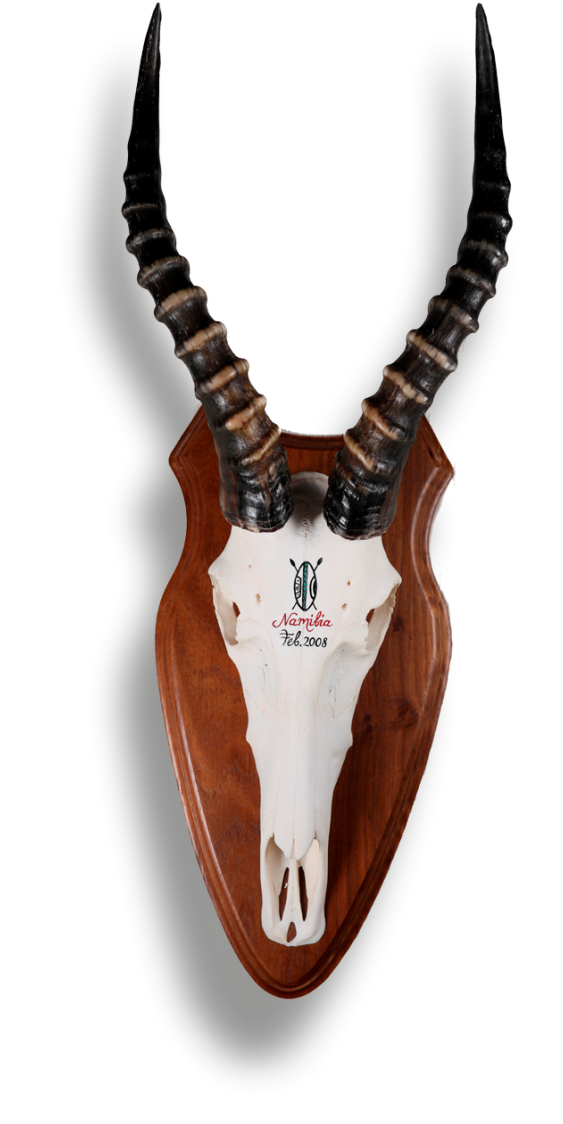Blessbock auf Trophäenbrett Blessbock mit afrikanischer Beschriftung