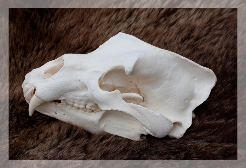 Bärenschädel nach Entfettung Bärenschädel nach maschineller Entfettung