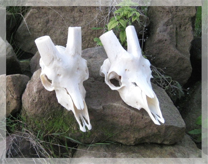 Ziegenschädel ohne Schläuche Gesäuberte und gebleichte Ziegenschädel ohne Hörner