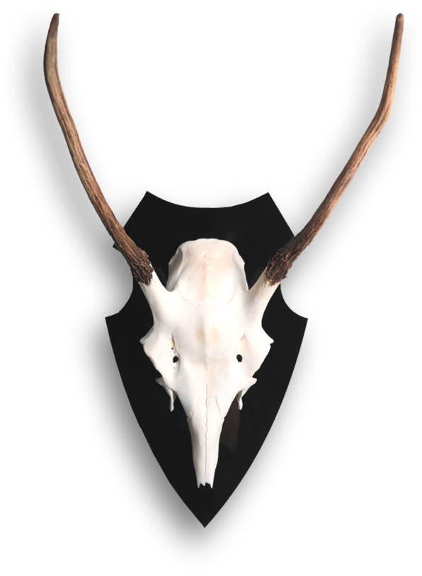 Rotspießer auf glänzendem, schwarzen Acrylschild Spießer auf schwarzem Wappenschild