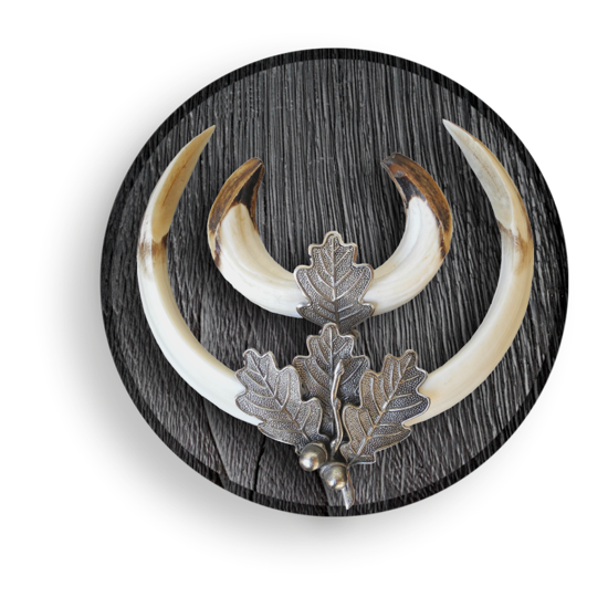 Keilerwaffen auf geköhltem Holz Keilerwaffen auf geköhltem Trophäenbrett