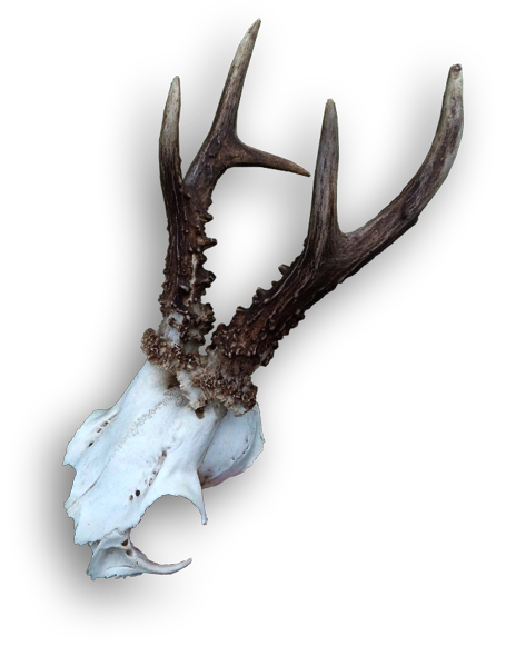 Stark beschädigte Bocktrophäe mit weißen Rosen