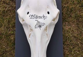 Seltene Trophäe eines "Mönches"