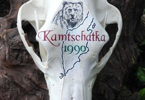 Braunbär aus Kamtschatka