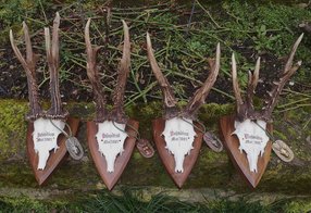 4 alte Böcktrophäen