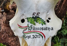 Hirsch aus Ungarn mit Initialen und Eichenlaub