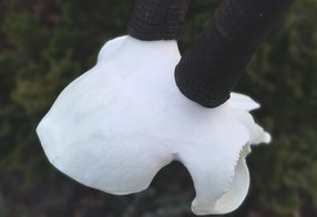 Künstliche Teile sind schädelecht eingefärbt