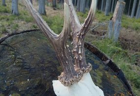 Bocktrophäe mit beschädigtem Schädel