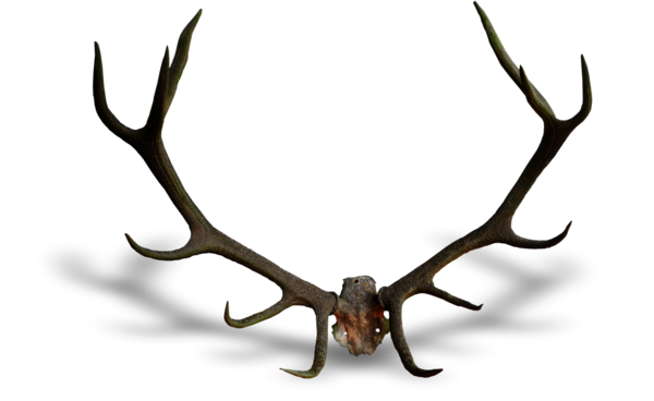 Verwittertes Hirschgeweih Verwittertes Hirschgeweih