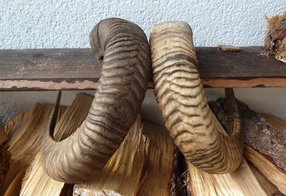 Eine Schnecke wurde bereits nachgefärbt