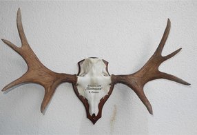 Elchtrophäe aus Schweden