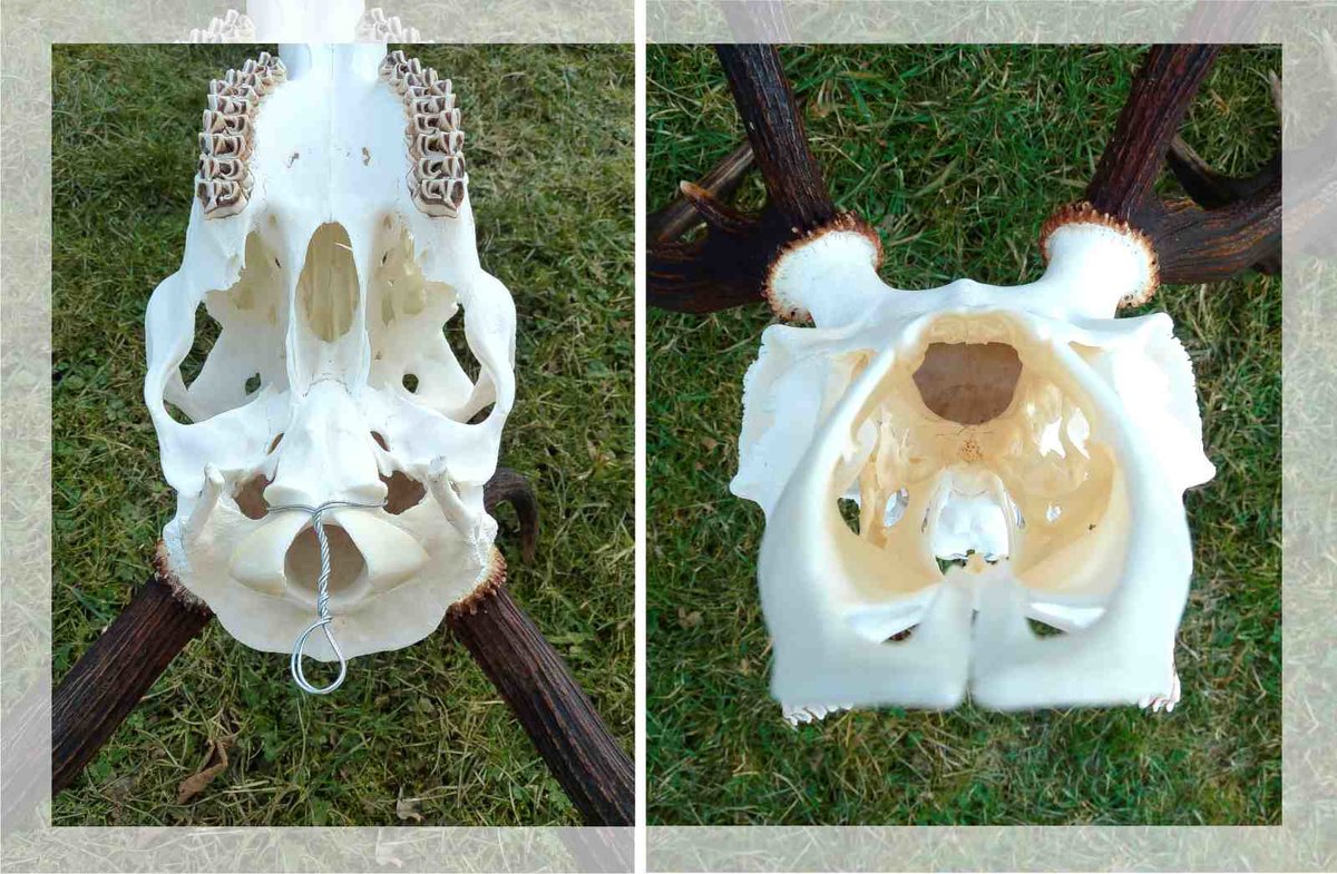 Gesäuberter Hirschschädel Optimale Bearbeitung eines Schädels