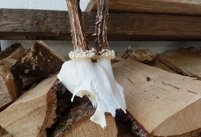 Gereinigter Schädel