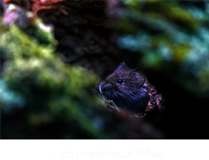 Endlich Mäuse - hautnah