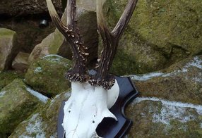 Schädel wurde rekonstruiert und Stangen gefärbt