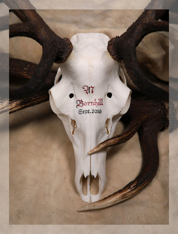 Hirschtrophäe mit Beschriftung Schottenhirsch