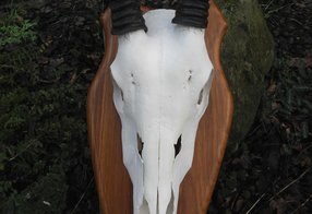 Oryxschädel repariert