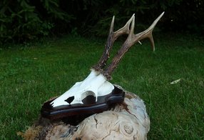 Restaurierte Trophäe