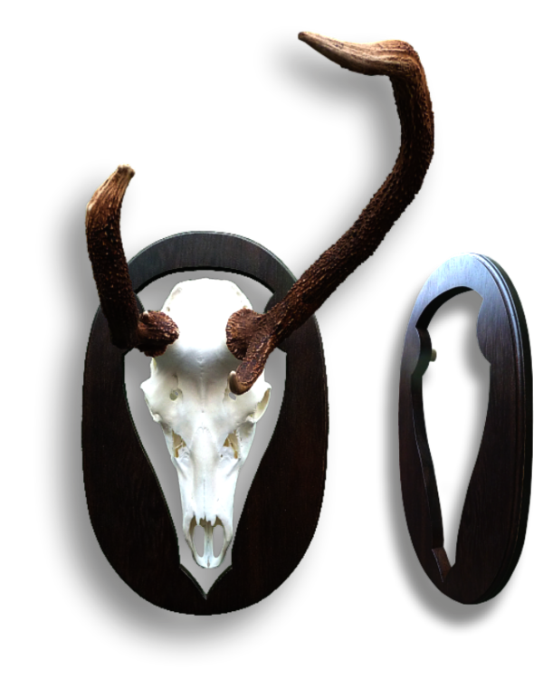 Alter Hirsch mit besonderem Trophäenbrett Alter Hirsch mit besonderem Trophäenbrett