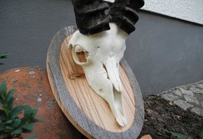 Restaurierte Fallwild-Trophäe eines Steinbocks