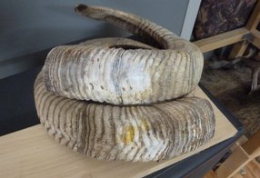 Ausgeblichene Schnecken eines Fallwild-Muffels