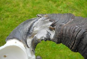 Anpassung an den Schädel