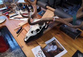 Einstellbares Gestell für Hirschgeweihe