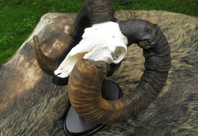 Reparierte Muffeltrophäe