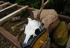 Fertige Trophäe mit Pendelstange