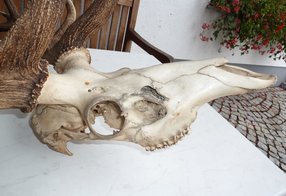 Schädel nach 60 Jahren Dachboden