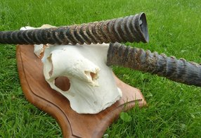 zerkocht und beschädigt