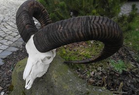 Muffel-Trophäe fertig restauriert