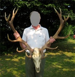 60 Jahre alte Hirschtrophäe Alter Hirsch vorher
