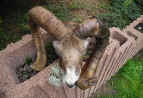 Muffel mit alter Verletzung eines Schlauches