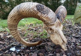 Muffel vor längerer Zeit verludert