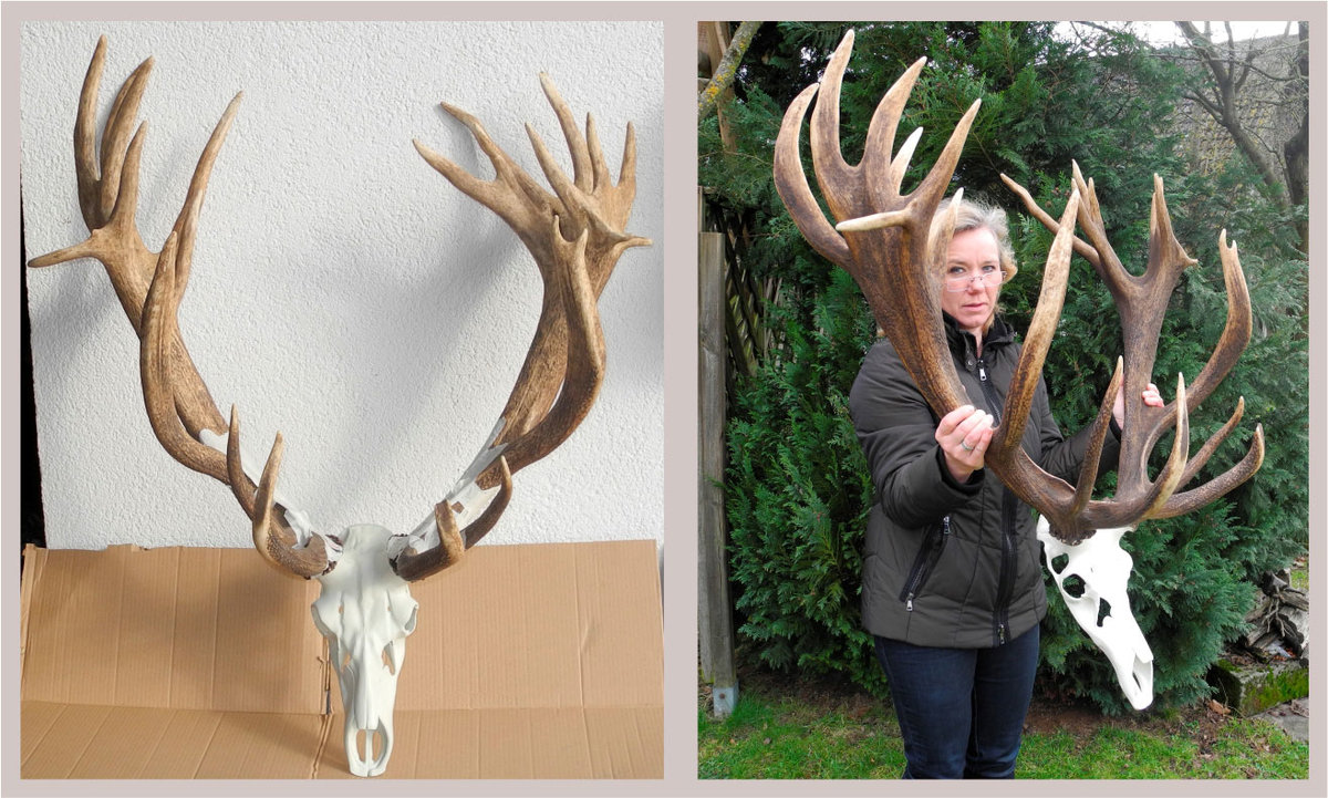 Kapitale Abwurfstangen