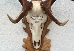 Alte Maraltrophäe aus Russland