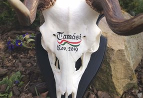 Starker Damhirsch aus Ungarn