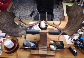 Einstellbares Gestell für Hirschgeweihe