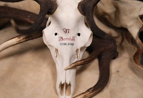 Hirsch von der Isle of Jura