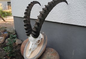 Restaurierte Steinbocktrophäe
