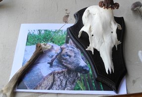 Bock mit teilweise verfegter und angewester Pendelstange