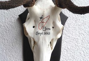 Hirsch von der Isle of Jura