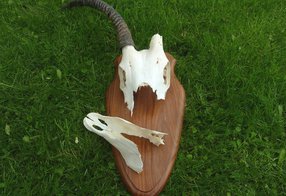 beschädigte Oryx-Trophäe