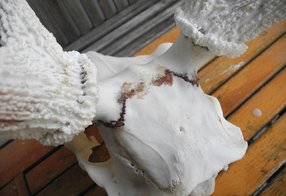 ein häufiges Problem