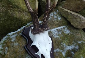 Reparierter Schädel und gefärbte Stangen einer Bocktrophäe