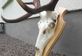 Seitensicht der reparierten Trophäe