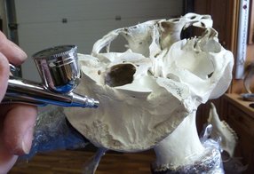 Schädel wir eingefärbt