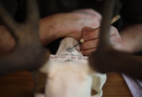 Beschriftung einer Hirschtrophäe